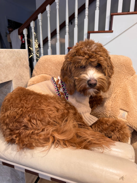Squirrel Knit Dog Sweater
