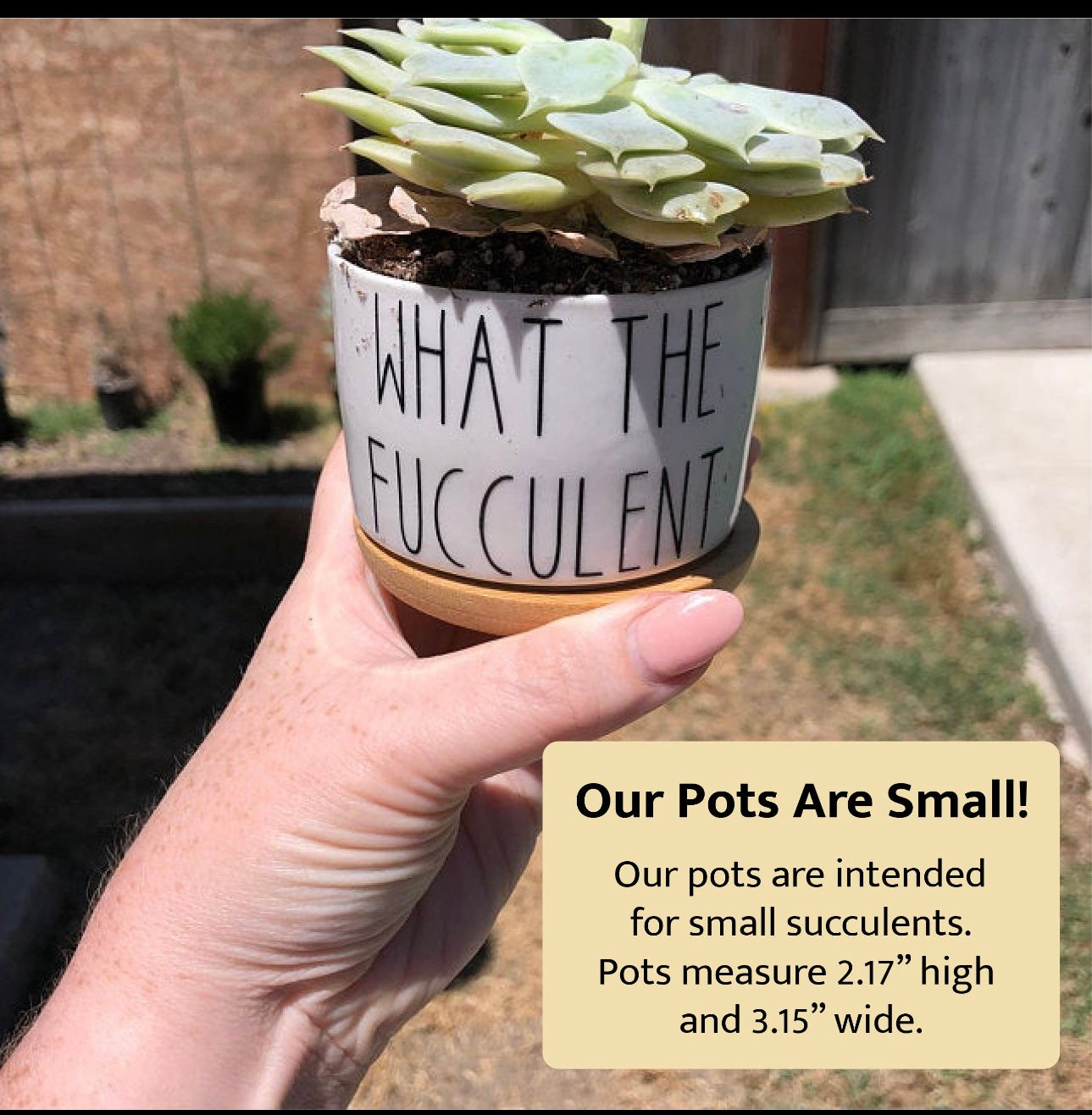 What The Fucculent Pot