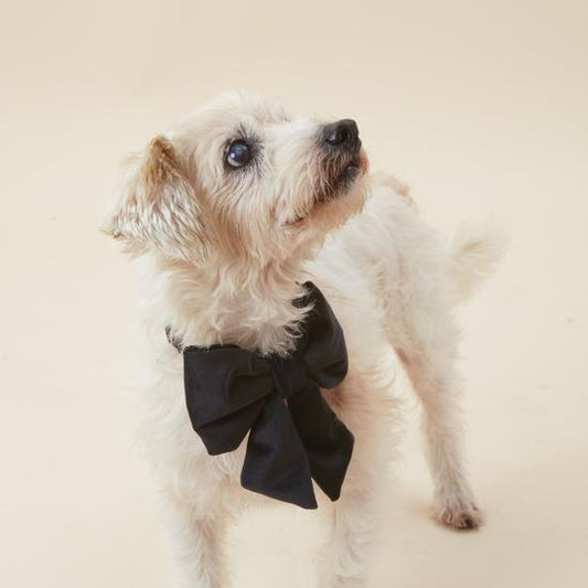 Lady Dog Bows